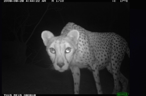 1--saharan-cheetah-closeup